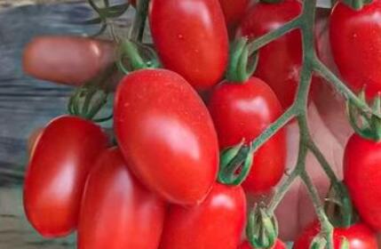 農(nóng)藥殘留速測儀